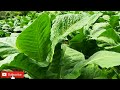 tobacco cultivation දුම්කොළ වගාව tobacco leaf දුම්කොළ කොළ s l industrial