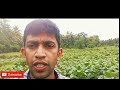 tobacco cultivation දුම්කොළ වගාව tobacco leaf දුම්කොළ කොළ s l industrial