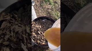 Compost activator—bokashi juice  #compost #composting #bokashi #bokashicomposting #short #shorts