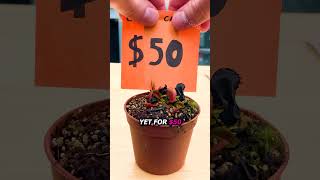 $1 vs $100 Venus Flytraps