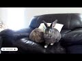 naughty rabbit gets corrected by dog whisperer method