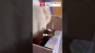 新しい家族が増えて幸せそうなワンコ