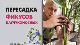 Пересадка фикусов каучуконосных: робуста, петит мелани вариегатный, пинк камуфляж и белиз