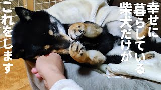 幸せで満たされている柴犬だけが見せる行動がこれです。【黒柴犬】【shiba inu】【豆柴】