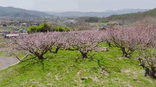 信州松代　東条あんずまつり