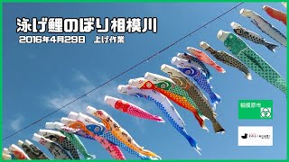 ＜相模原市＞泳げ鯉のぼり相模川・上げ作業（2016年4月29日）