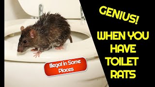 WHEN YOU HAVE TOILET RATS