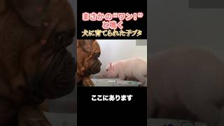 犬が子ブタを育てた結果…本物の親子になった！