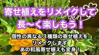 【ガーデニングを楽しもう！】寄せ植えリメイクのススメ。抜いて切って植え替えて長く楽しみましょう！和風寄せ植えもより和風にアレンジ！#gardening #ガーデニング #flowers #garden