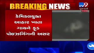 10 cattle die of food poisoning in Palanpur, Banaskantha | Tv9GujaratiNews