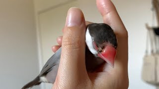 背中トントンされると首が落ちていく文鳥　java sparrow