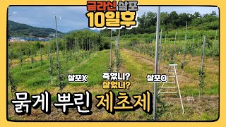 제초제 반량으로 풀이 죽을까? #근사미 #글라신 제초제  #절반 이하로 살포, 물1말에 40ml,  글라신 농도 옅게 뿌림 #저농도  동일성분 #가격저렴