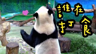 圓寶爬高高打點心，圓寶越來越厲害了|熊貓貓熊The Giant Panda Yuan Yuan and Yuan Bao|台北市立動物園