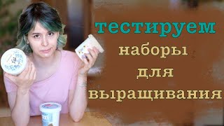 Тестируем наборы для выращивания с семенами цветов.