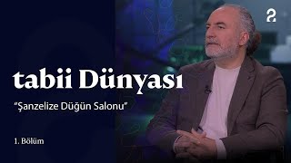 tabii Dünyası | \