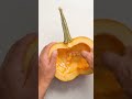 How to make Pumpkin Puree! - Dished #Shorts