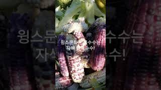 윙스문화  자색 찰옥수수