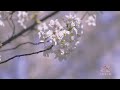 cherry blossom paradise the most enchanting subway exit in suzhou