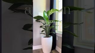 Amazon plants