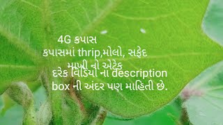 કપાસમાં thrip,મોલો, સફેદ માખી, ઈંડા વગેરે નિયંત્રણ માટે અજમાસ્ત્ર, નીમાસ્ત્ર નો ઉપયોગ.#ઓર્ગેનિક#