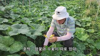 수박의 가정재배와 호박의 인공수정 방법 - 원예사랑