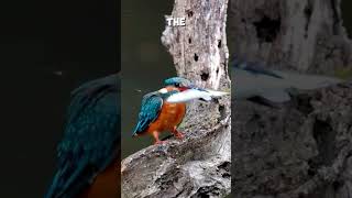 Birds in Action! 🦜✨ Nature’s Hidden Wonders