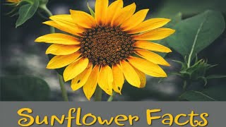 सूर्यमुखी के रोचक तथ्य | Interesting facts about sunflower in hindi |