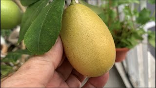 Growing Lemons in the Sky in Malaysia