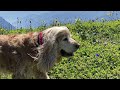 chäserrugg hinterrugg im schönen toggenburg simon lüthi spielt hausi straub e treue fründ