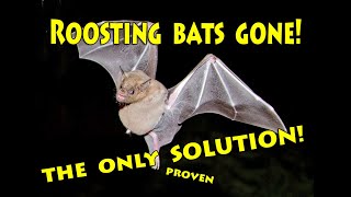 THE ONLY METHOD to Remove Roosting Bats 🦇🦇🦇 from Outside your House!    🚫🦇💩🙄