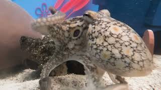 Octopus vs Underwater Maze