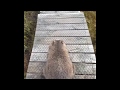 Hiker’s Trek Over Cradle Mountain Blocked by Wombat With an Itchy Behind