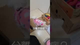 多頭飼い放棄から救われた推定10歳ミックス犬はママが大好き過ぎる…　#犬ふれあいカフェ大阪　#ドッグトレーニング大阪 　#ペット就労移行支援　#유기견 #오사카카페