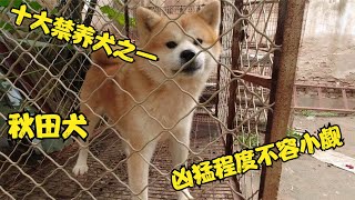 秋田犬生性凶猛好斗，曾被誉为十大禁养犬之一，战斗力不容小觑