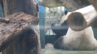 20210402 彪爸愛女不偏頗 圓仔刷落毛一撮 Giant Panda Yuan Zai