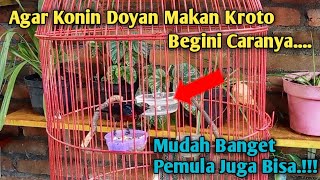 Cara Mengajari Konin Makan Kroto, Cara Melatih Kolibri Ninja Makan Kroto, Konin Doyan Kroto