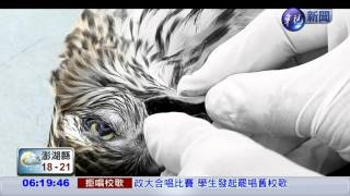 農民毒鳥引生態浩劫 黑鳶銳減