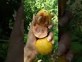 fruits kendu tendu akmonacreation fruit तेंदू फल के चमत्कारी फायदे persimmon new status