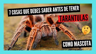 7 COSAS que DEBES SABER antes de tener una TARÁNTULA