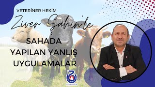 Veteriner Hekim Ziver Şahin'le Sahada Yapılan Yanlış Uygulamalar