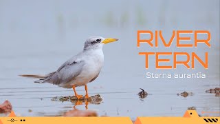 River Tern - Sterna aurantia #Birds #BirdsOfIndia