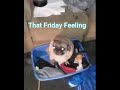 Pug Dancing in laundry basket to Tu Es Foutu (In Grid) - That Friday Feeling meme