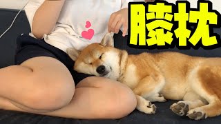 娘の膝枕で留守番疲れの心を癒す姉柴犬