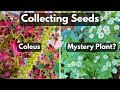 Collecting Saving Coleus & Feverfew or Chamomile Seeds