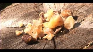 Harvesting Spruce Gum for Medicinal Purposes