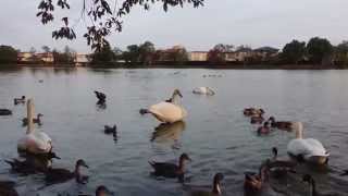 白鳥飛来情報１＜第一陣はオオハクチョウ三羽＞　水戸市大塚池公園　２０１５年１０月２３日