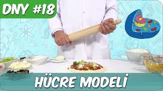 Fen Deneyi #18 | Hücre Modeli Nasıl Yapılır?