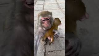Funny monkey #134