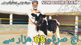 Heifers for sale in Chakwal | Australian cross heifers | Cholistani cross heifers | Top Breed