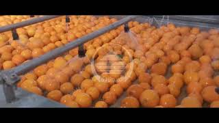 Treatment line CITRUS FRUITS